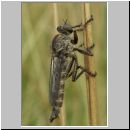 Tolmerus sp - Raubfliege m02a.jpg